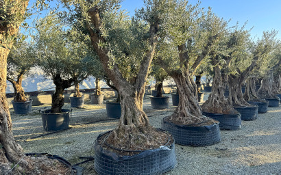 olea europaea